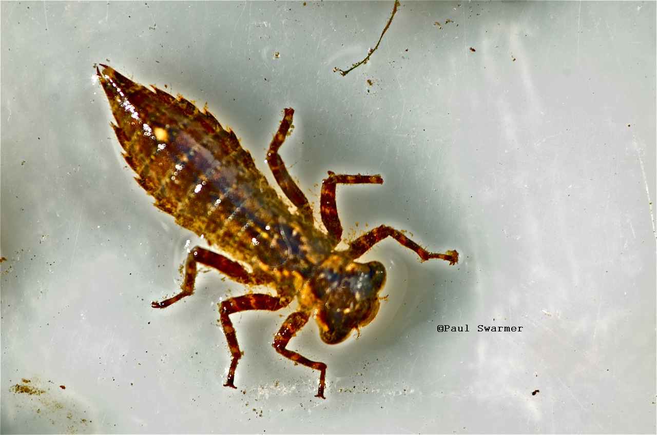 dragonlarvae